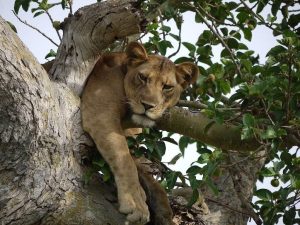 Ishasha Tree-Climbing Lions Safari