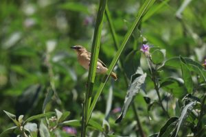 Uganda Birding Safari Packages: