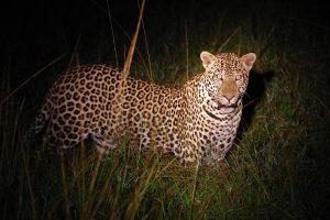 Kibale and Queen Elizabeth Safari Adventure