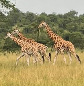 Kidepo and Murchison Falls Safari: