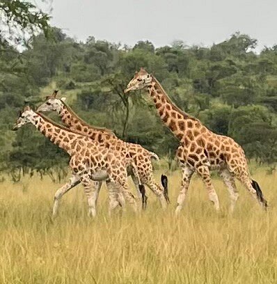 East Africa Tourist Visa
