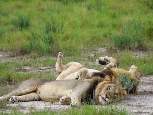 Uganda Rwanda Combined Safari Packages: