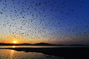 Akagera Honeymoon Safari: A Romantic African Escape in Rwanda