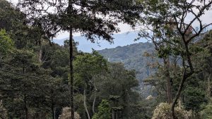 Uganda Gorilla and Nyungwe Safari for Honeymooners: