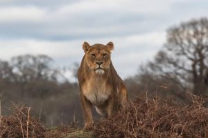 Top Places to Visit on a Rwanda Safari