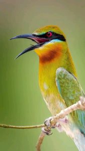 Uganda Birding Safari Packages: