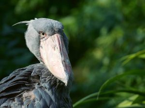 Uganda Birding Safari Packages: