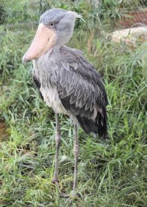 13-Day Uganda Ultimate Birding & Gorilla Safari