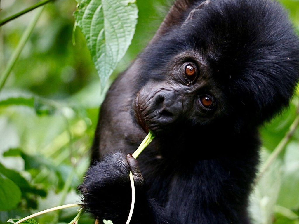 Private Uganda Safari Tours: