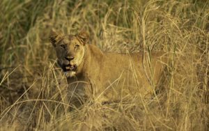 Uganda Big Five Safari Packages: Experience