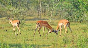 Gorilla Trekking and Wildlife Safari Combo in Uganda