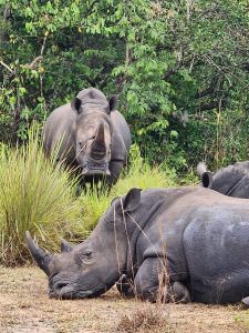 Murchison Falls and Ziwa Rhino Safari