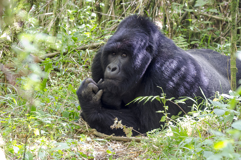 What to Do If It Rains During a Gorilla Trek: