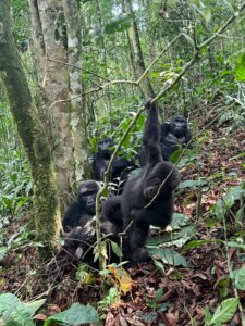 Gorilla Trekking Rules and Etiquette in Uganda