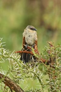 Bird Watching in Murchison Falls National Park: 