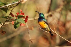 7-Day Uganda Bird Watching Safari: