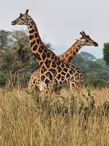 Bird Watching in Murchison Falls National Park: 