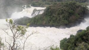 3-Day Uganda Shoebill and Murchison Falls Birding Safari