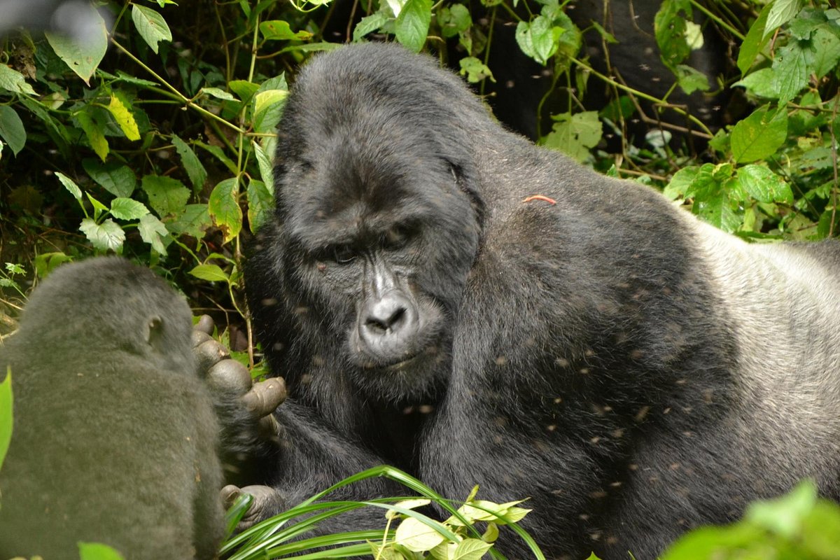 Buhoma Sector, Bwindi