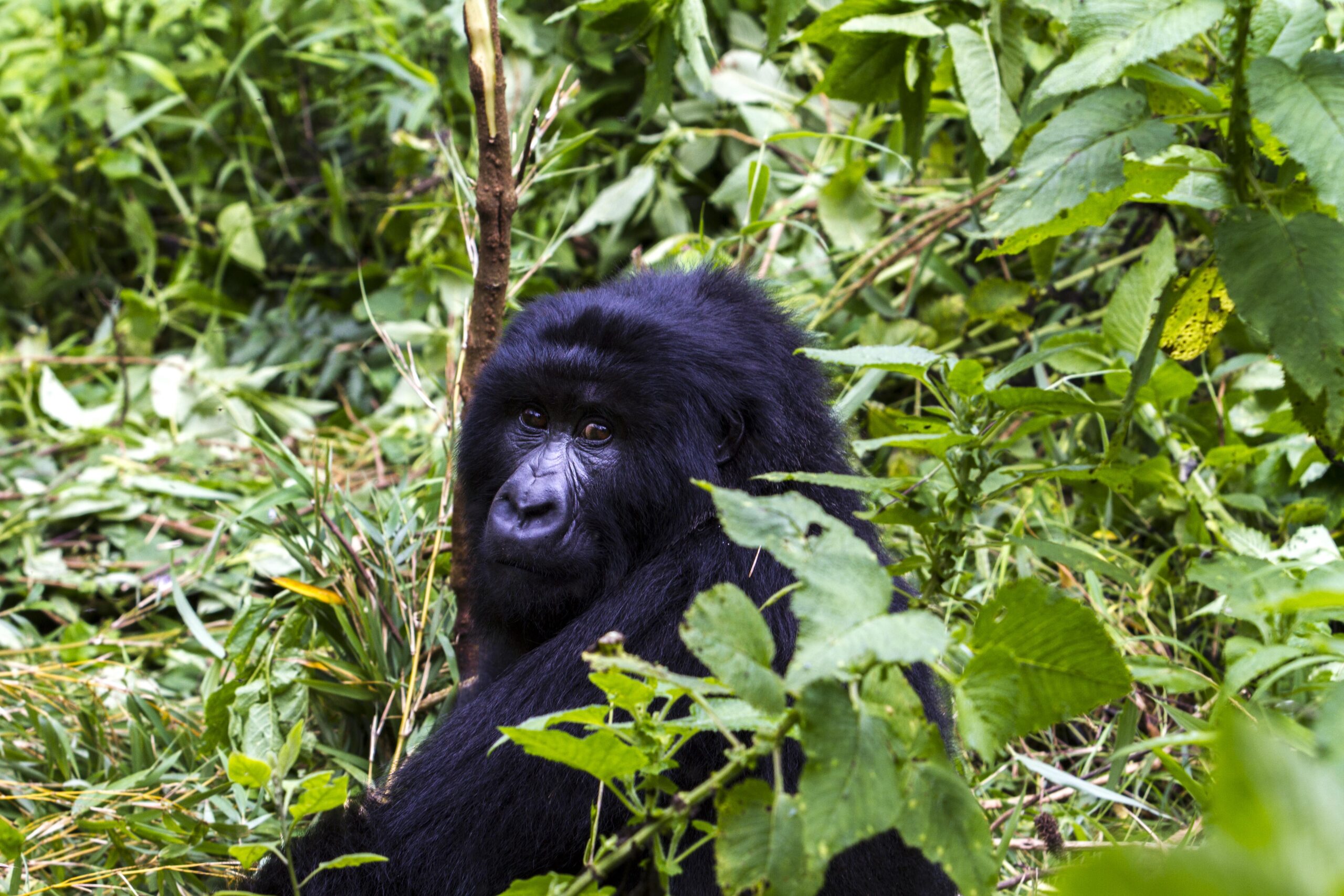 Gorilla Trekking Rules and Etiquette in Uganda