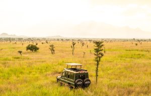 Birding Safari in Uganda