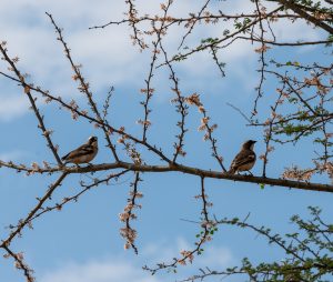 Birding Safari in Uganda