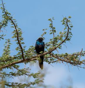 Birding Safari in Uganda