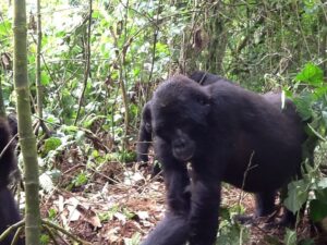 Buhoma Sector, Bwindi
