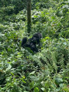 Nkuringo Sector Bwindi