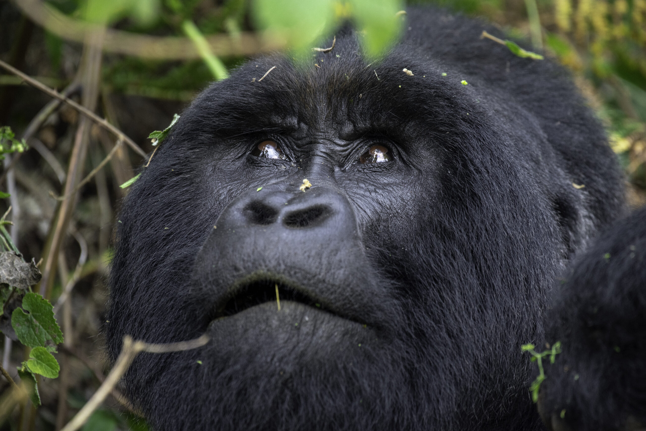 Money-Saving Tips for a Uganda Gorilla Safari