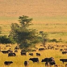Tipping Guide for Uganda and Rwanda Safaris