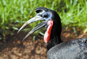 7-Day Uganda Bird Watching Safari: