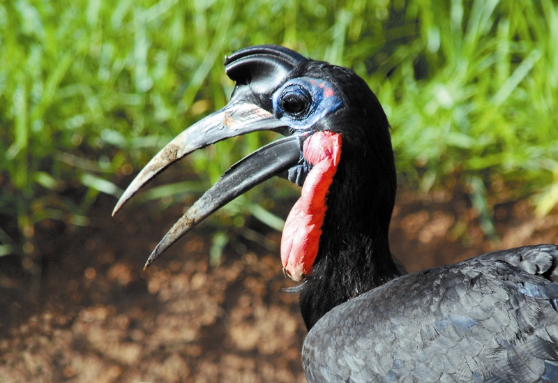 7-Day Uganda Bird Watching Safari: