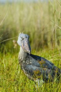 Rare and Endemic Birds to See in Uganda