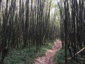 Mount Sabyinyo Hike