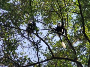 Entebbe Botanical Gardens