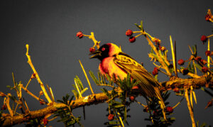 Best Binoculars for a Birding Safari