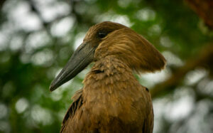Rare and Endemic Birds to See in Uganda