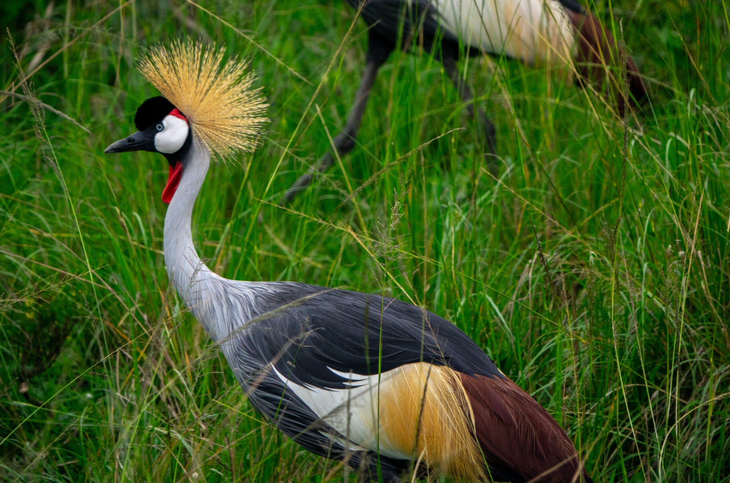 Rare and Endemic Birds to See in Uganda