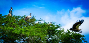 Rare and Endemic Birds to See in Uganda