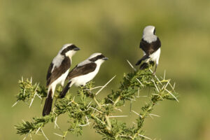 Rare and Endemic Birds to See in Uganda