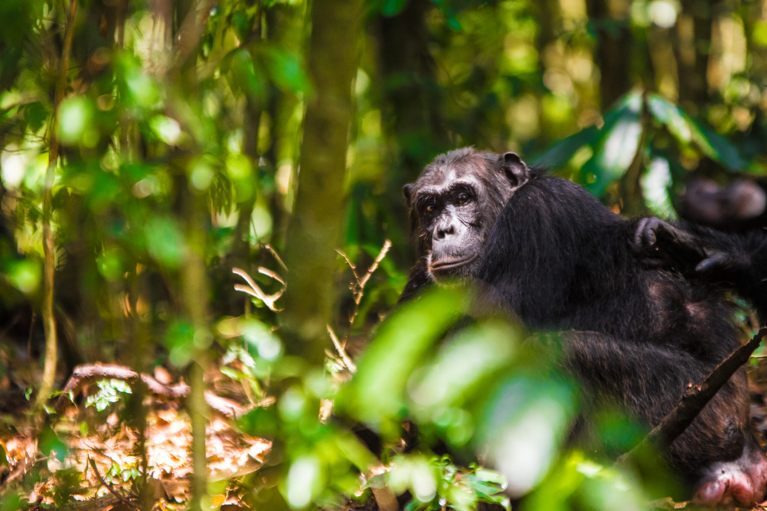 Chimpanzee Trekking Rules and Etiquette