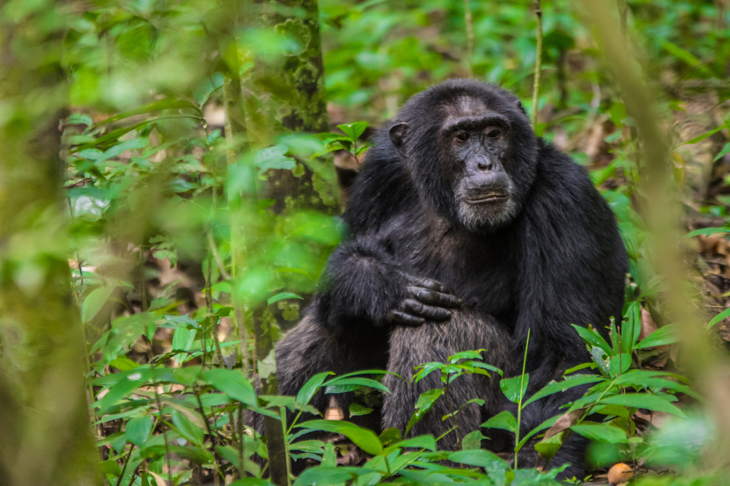 Time for Chimpanzee Trekking in Kibale