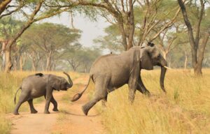 3-Week Uganda and Rwanda Safari
