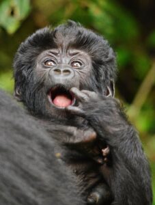 3-Week Uganda and Rwanda Safari