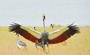 3-Week Uganda and Rwanda Safari