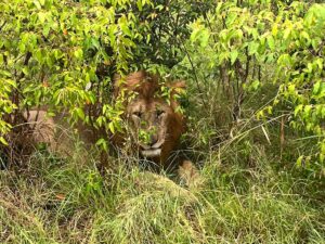 Uganda vs Kenya Safari: 