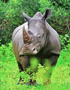 5-Day Uganda Safari Itinerary Without Gorilla Trekking