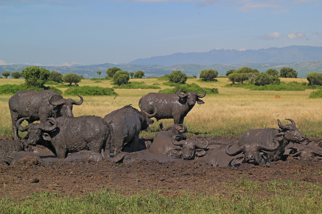 3-Week Uganda and Rwanda Safari