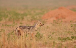 3-Week Uganda and Rwanda Safari